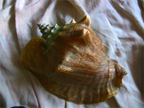 Beautiful Queen Conch shell, 9" large